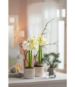 Amaryllis - Hippeastrum Hybride 'Alfresco' 7 Amaryllis - Hippeastrum Hybride 'Alfresco' -Outdoor Garten Geschäft 6835078 WE MO 001 TopfAmaryllisWeiss