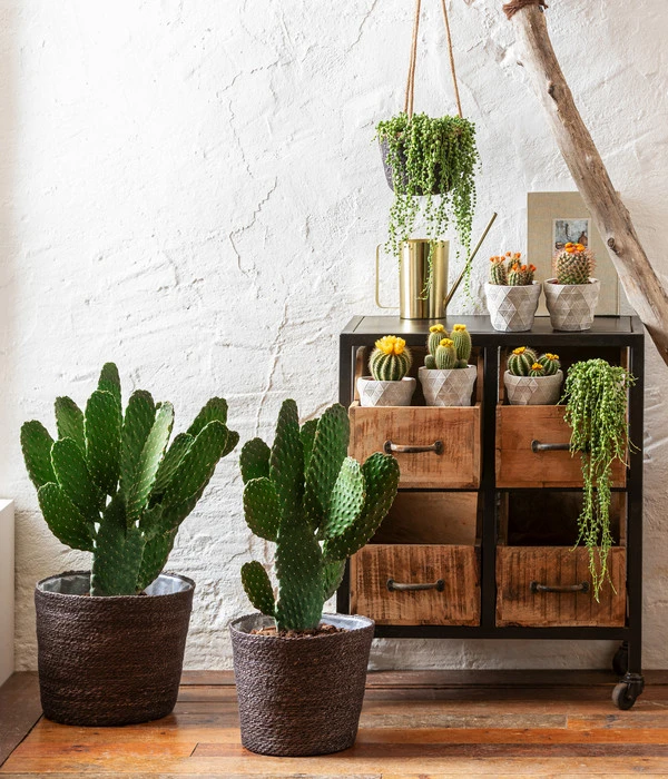 Erbsenpflanze - Senecio Rowleyanus 2 Erbsenpflanze - Senecio Rowleyanus – Bild 2