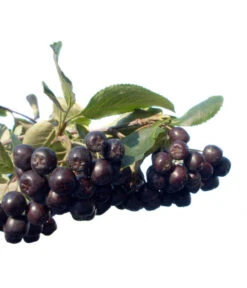Apfelbeere, Aronia 'Nero' -Outdoor Garten Geschäft 7045701 BildFS 001 AroniaAroniaMelanocarpaNero