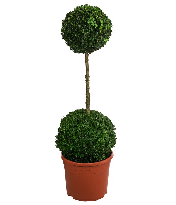 Buchsbaum, Stämmchen Mit 2 Kugeln 1 Buchsbaum, Stämmchen Mit 2 Kugeln