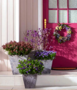 Liebesperlenstrauch 'Profusion' 10 Liebesperlenstrauch 'Profusion' -Outdoor Garten Geschäft 7084478 7084460 WE MO 001 Liebesperlenstrauch TopfElla