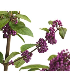 Liebesperlenstrauch 'Profusion' 13 Liebesperlenstrauch 'Profusion' -Outdoor Garten Geschäft 7084478 WE DE 006 CallicarpaSchoenfruchtBodinieriProfusion3L