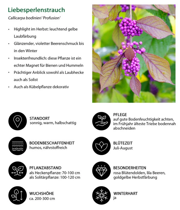 Liebesperlenstrauch 'Profusion' 6 Liebesperlenstrauch 'Profusion' – Bild 6