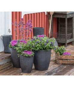 Liebesperlenstrauch 'Profusion' 9 Liebesperlenstrauch 'Profusion' -Outdoor Garten Geschäft 7084478 WE MO 001 Ciebesperlenstrauchallicarpa3L