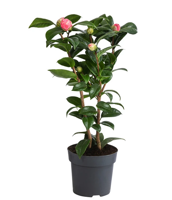 Japanische Kamelie, Verschiedene Sorten 1 Japanische Kamelie, Verschiedene Sorten