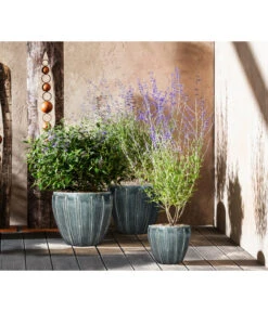 Bartblume 'Blue Knight' 10 Bartblume 'Blue Knight' -Outdoor Garten Geschäft 7090863 7302631 WE MO 001 Blauraute Bartblume