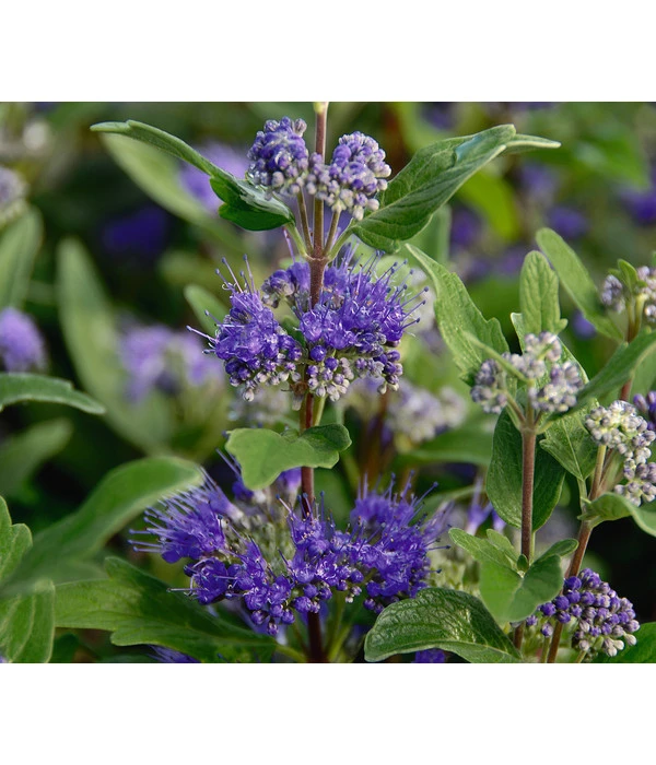 Bartblume 'Blue Knight' 1 Bartblume 'Blue Knight'