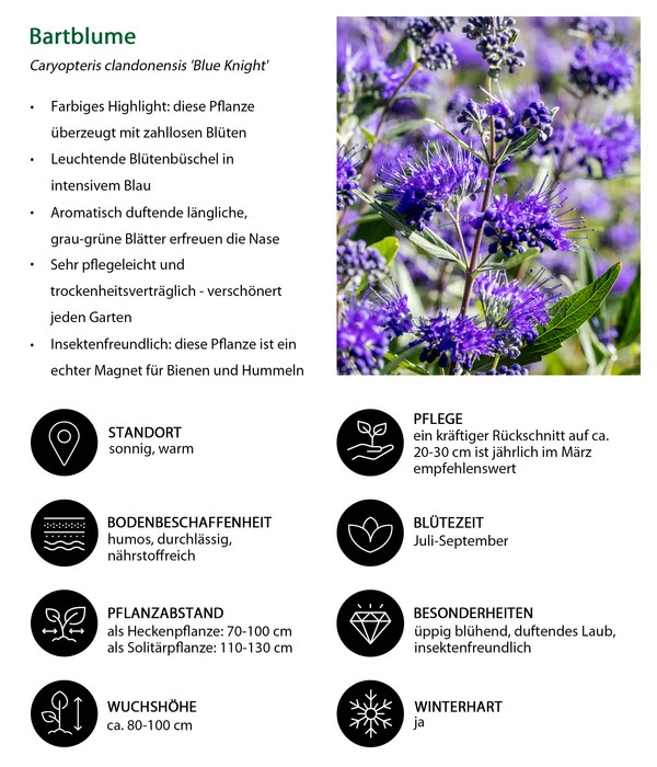 Bartblume 'Blue Knight' 6 Bartblume 'Blue Knight' – Bild 6