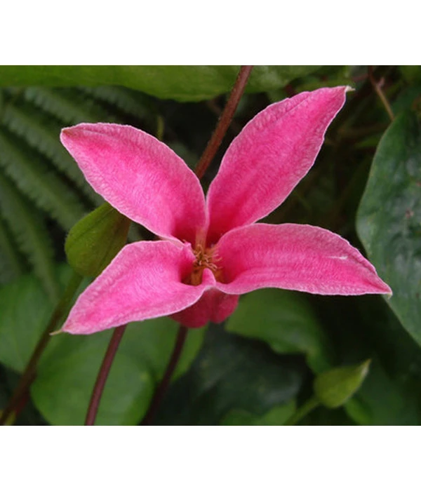 Waldrebe - Clematis 'Princess Diana' 1 Waldrebe - Clematis 'Princess Diana'