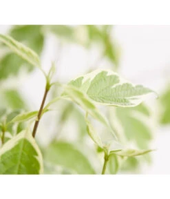 Weißbunter Hartriegel 'Argenteomarginata' 5 Weißbunter Hartriegel 'Argenteomarginata' -Outdoor Garten Geschäft 7130412 WE DE 001 CornusAlbaArgenteomarginataHartriegel5LDehnerExpressZS