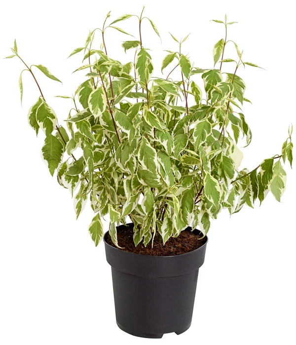 Weißbunter Hartriegel 'Argenteomarginata' 2 Weißbunter Hartriegel 'Argenteomarginata' – Bild 2