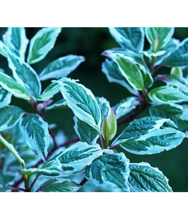 Weißbunter Hartriegel 'Argenteomarginata' 1 Weißbunter Hartriegel 'Argenteomarginata'