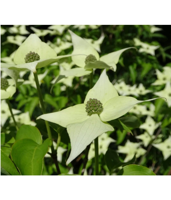 Blumen-Hartriegel 1 Blumen-Hartriegel