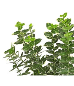 Spindelstrauch 'Emerald Gaiety' -Outdoor Garten Geschäft 7177520 PR DE 001 EuonymusSpindelstrauchEmeraldGaiety13cmDehnerExpressHerzig