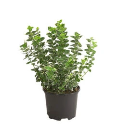 Spindelstrauch 'Emerald Gaiety'