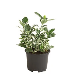 Japanischer Spindelstrauch 'Kathy'