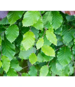 7 Meter Rotbuche, 14 X Ca. 200-225 Cm -Outdoor Garten Geschäft 7185077 FagusSylvaticaDetailLuckner