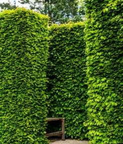 7 Meter Rotbuche, 14 X Ca. 200-225 Cm -Outdoor Garten Geschäft 7185093 WE MO 002 RotbucheFagusSylvatica