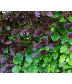 20 Meter Blutbuche ‘Purpurea‘, 100 X 100-125 Cm -Outdoor Garten Geschäft 7185523 WE DE 001 FagusSylvaticaPurpureaRot 1