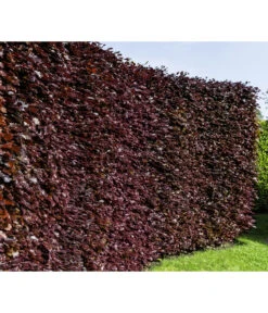 20 Meter Blutbuche ‘Purpurea‘, 100 X 100-125 Cm -Outdoor Garten Geschäft 7185523 WE MO 001 FagusSylvaticaPurpureaLuckner 1