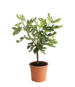 Bestseller -Outdoor Garten Geschäft 7186448 PR FS 001 FicusCaricaFeigePfaelzerStamm7LDehnerExpressHerzig