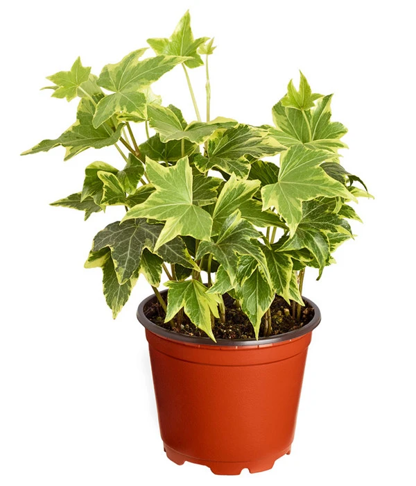 Efeu, Verschiedene Sorten 2 Efeu, Verschiedene Sorten – Bild 2