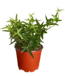 Efeu, Verschiedene Sorten 12 Efeu, Verschiedene Sorten -Outdoor Garten Geschäft 7211261 PR FS 002 HederaT9DehnerExpressZS