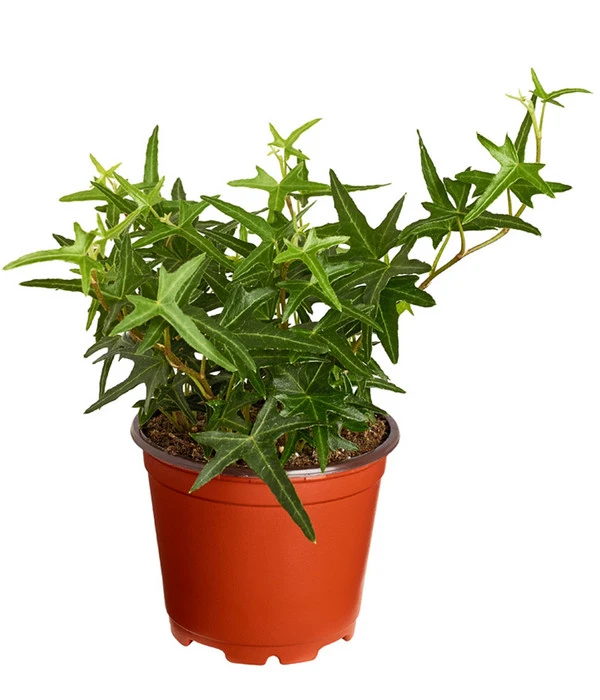 Efeu, Verschiedene Sorten 3 Efeu, Verschiedene Sorten – Bild 3