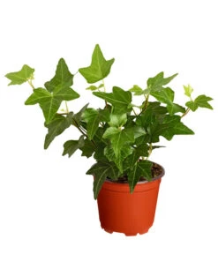 Efeu, Verschiedene Sorten 13 Efeu, Verschiedene Sorten -Outdoor Garten Geschäft 7211261 PR FS 003 HederaT9DehnerExpressZS