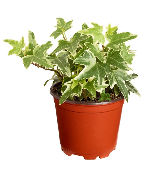 Efeu, Verschiedene Sorten 5 Efeu, Verschiedene Sorten – Bild 5