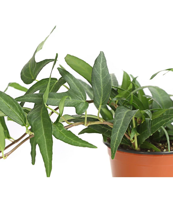 Efeu, Verschiedene Sorten 7 Efeu, Verschiedene Sorten – Bild 7