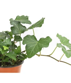 Efeu, Verschiedene Sorten 17 Efeu, Verschiedene Sorten -Outdoor Garten Geschäft 7211261 WE DE 002 HederaMixDehnerExpressHerzig