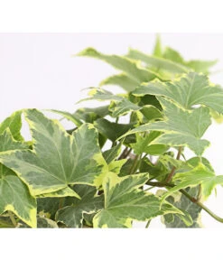 Efeu, Verschiedene Sorten 18 Efeu, Verschiedene Sorten -Outdoor Garten Geschäft 7211261 WE DE 003 HederaMixDehnerExpressHerzig