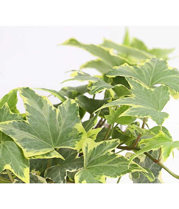 Efeu, Verschiedene Sorten 9 Efeu, Verschiedene Sorten – Bild 9