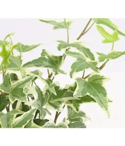 Efeu, Verschiedene Sorten 19 Efeu, Verschiedene Sorten -Outdoor Garten Geschäft 7211261 WE DE 004 HederaMixDehnerExpressHerzig