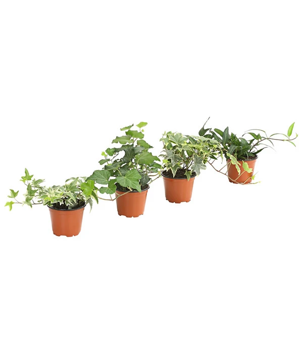 Efeu, Verschiedene Sorten 1 Efeu, Verschiedene Sorten