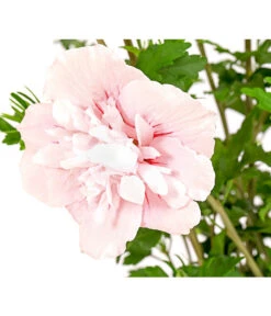 Hibiskus 'Pink Chiffon®' - Garten-Eibisch