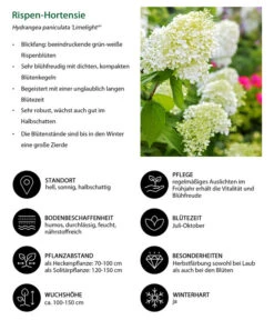 Rispen-Hortensie 'Limelight®' -Outdoor Garten Geschäft 7224165 WE IG 001 RispenHortensie
