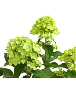 Rispen-Hortensie 'Limelight®' -Outdoor Garten Geschäft 7224322 WE DE 001 HydrangeaRispenhortensieLimelight3LDehnerExpressHerzig