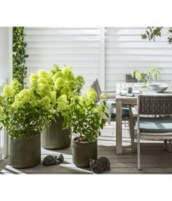 Rispen-Hortensie 'Limelight®' -Outdoor Garten Geschäft 7224322 WE MO 001 LandhausgartenHydrangeaLimelightGC202112