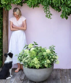 Rispen-Hortensie 'Limelight®' -Outdoor Garten Geschäft 7224322 WE MO 001 PaniculataRispenhortensie Hortensie