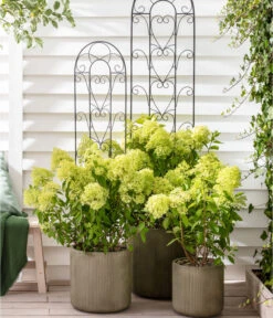 Rispen-Hortensie 'Limelight®' -Outdoor Garten Geschäft 7224322 WE MO 011 HydrangeaLimelight