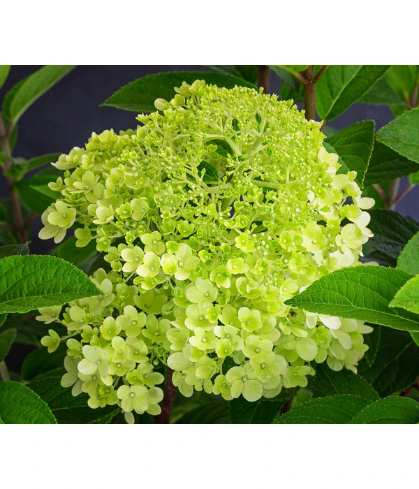Rispen-Hortensie 'Little Lime®' 1 Rispen-Hortensie 'Little Lime®'
