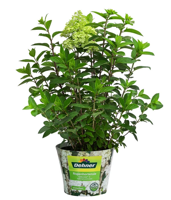 Rispen-Hortensie 'Little Lime®' 2 Rispen-Hortensie 'Little Lime®' – Bild 2