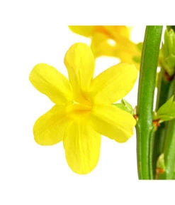 Winter-Jasmin -Outdoor Garten Geschäft 7238652 PR DE 001 JasminiumNudiflorumDehnerExpressHerzig
