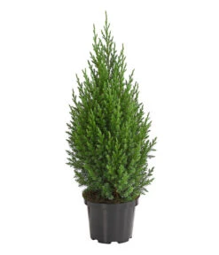 Chinesischer Wacholder 'Stricta'