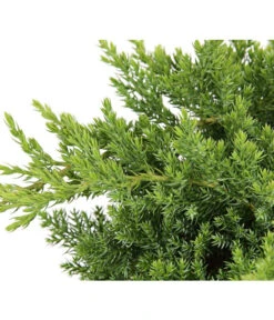 Japanischer Kriech-Wacholder 'Nana' -Outdoor Garten Geschäft 7251705 PR DE 001 JuniperusWacholderProcumbensNana13CDehnerExpressHerzig