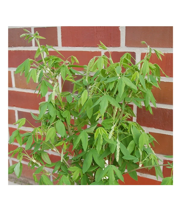 Goldregen 'Vossii' 1 Goldregen 'Vossii'