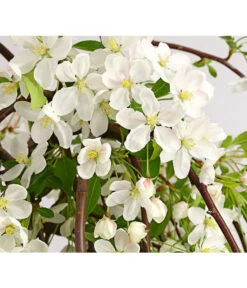 Hänge-Zier-Apfel 'Fontana', Stämmchen -Outdoor Garten Geschäft 7282213 WE DE 001 MalusZierapfelFontana5LStammDehnerExpressHerzig