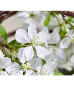 Hänge-Zier-Apfel 'Fontana', Stämmchen -Outdoor Garten Geschäft 7282213 WE DE 003 MalusFontanaMagazin